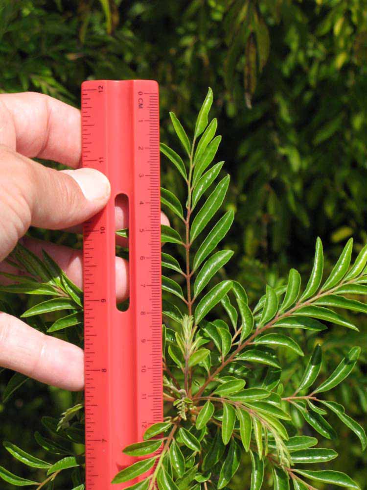              Compound leaf (Winter Haven, FL)       